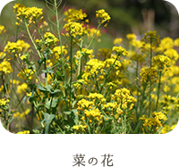 旬の特集 東栄町の春のお花見特集 公式 愛知県東栄町の観光サイト 東栄町のじかん