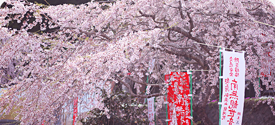 龍洞院の桜