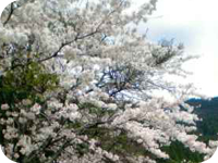 古戸会館の桜