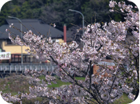 千代姫の桜