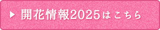 開花情報2025はこちら