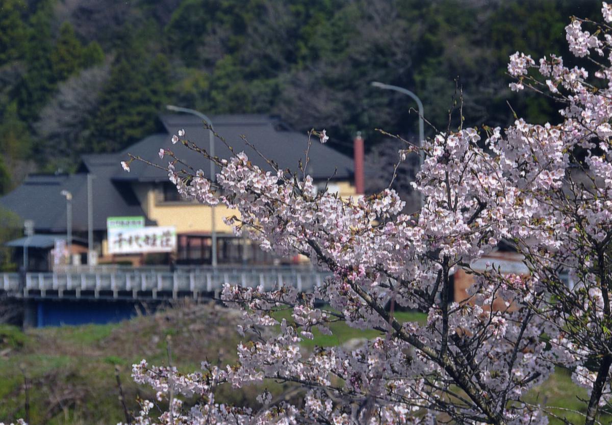 千代姫荘の桜