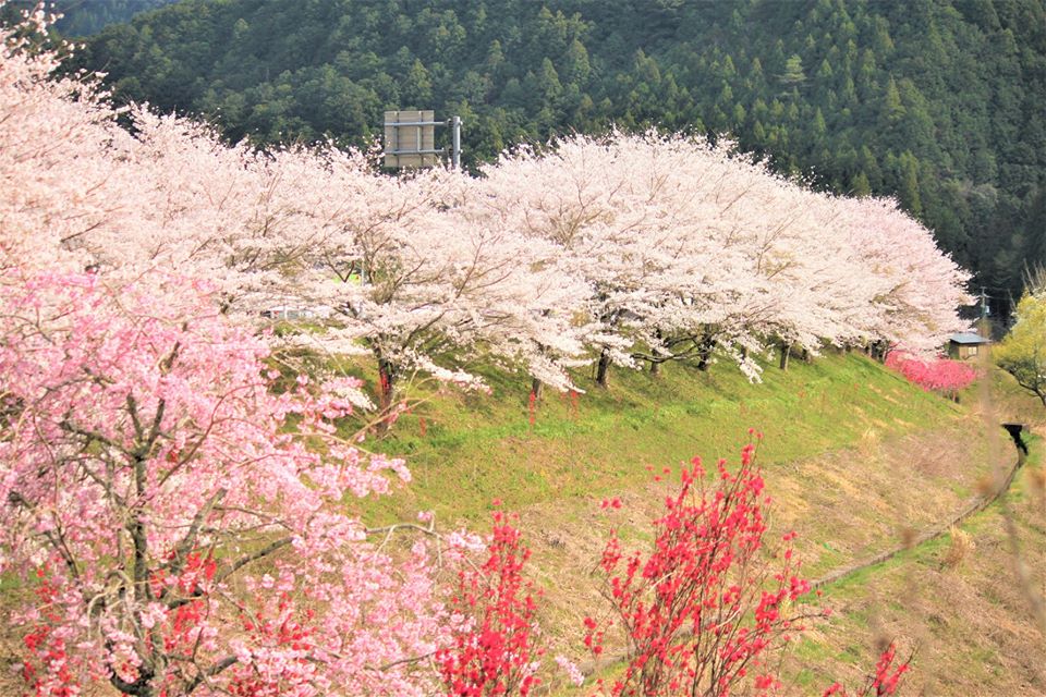 中設楽の桜並木